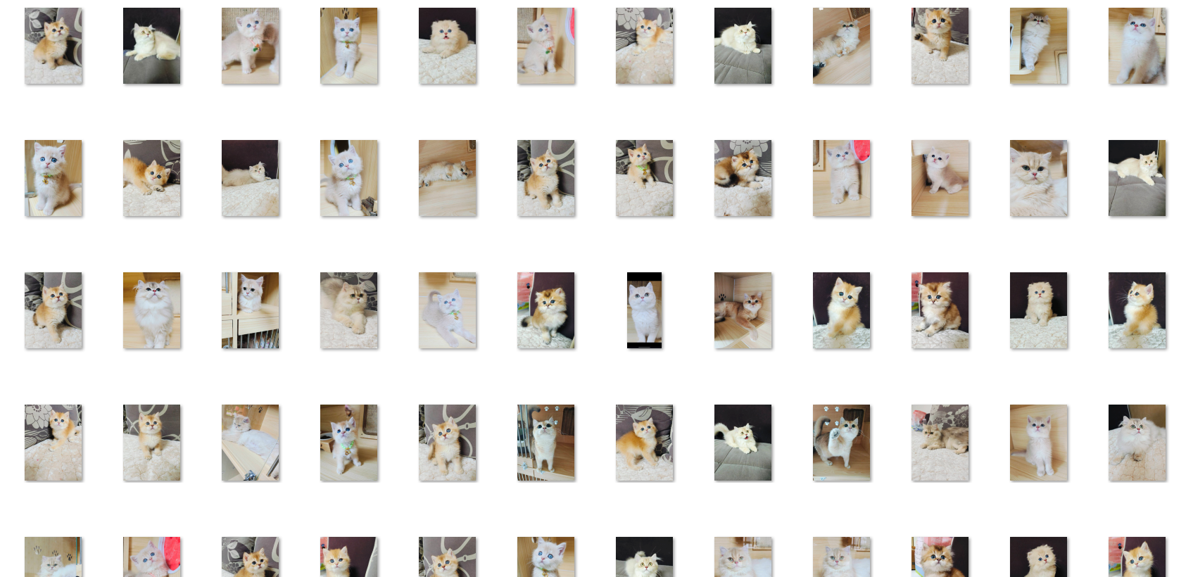 高品质金渐层猫咪