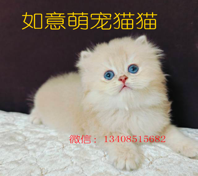 如意萌宠猫猫舍环境