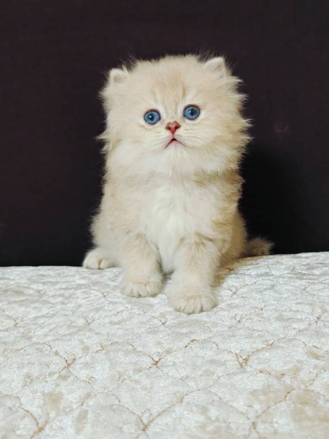 12色紫金猫咪与紫金矮脚