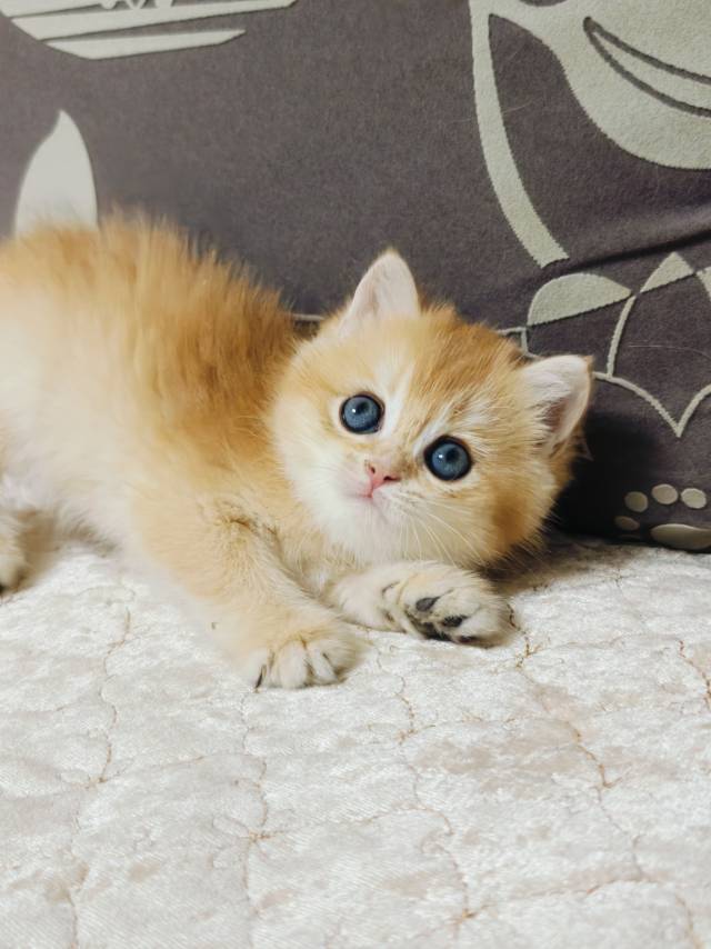 12色金渐层猫咪